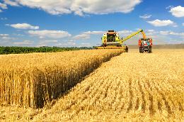 Россия собрала второй по объему урожай пшеницы в истории